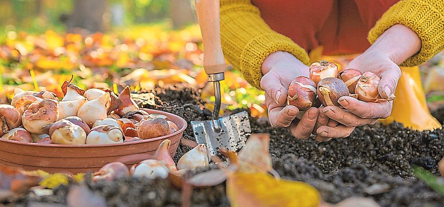 Jetzt ist die perfekte Zeit, um Zwiebeln von Blumen wie Tulpen und Narzissen zu setzen, damit diese im nächsten Frühjahr blühen können.