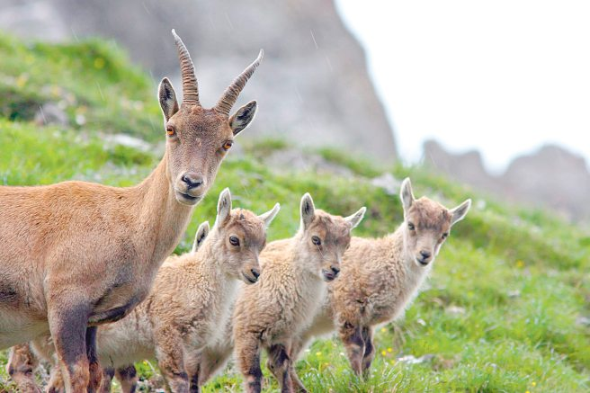 Foto: Tirol Werbung/Patrick Centurioni