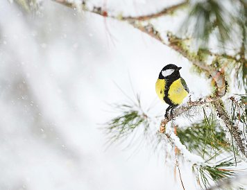 Die Kohlmeise ist der häufigste Vogel, der im Winter in den heimischen Gärten beobachtet wird.