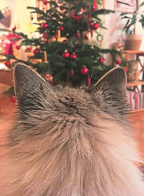 Gold und Rot sind die klassischen Farben eines Weihnachtsbaumes.