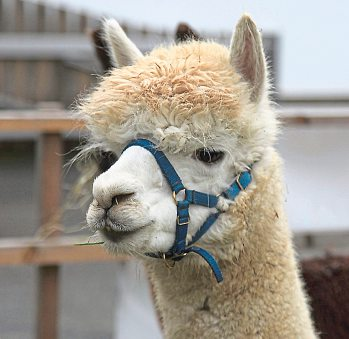 Romantik Weihnacht „In der Tischlerei“. Foto: In der Tischlerei