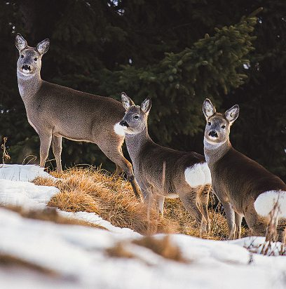 Foto: DoreenB. Photography - stock.adobe.com