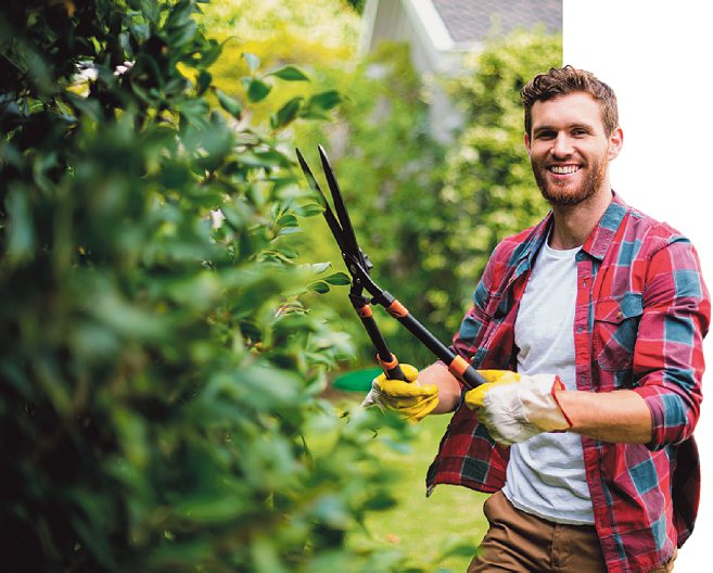 Rückschnitt an frostfreien Tagen fördert einen gesunden Neuaustrieb.