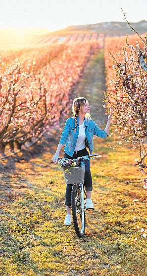 Die Oststeiermark genießt den Ruf als Garten Österreichs. Wenn tausende Obstbäume im Frühjahr in Weiß und Rosa zu blühen beginnen, wähnt man sich fast im Paradies. Foto: nenetus - stock.adobe.com