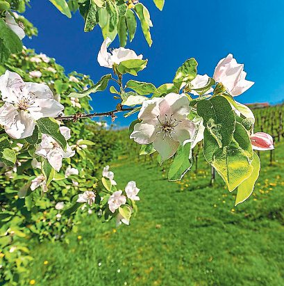 Frühling in den steirischen Weingärten.   Foto: STG/Harry Schiffer