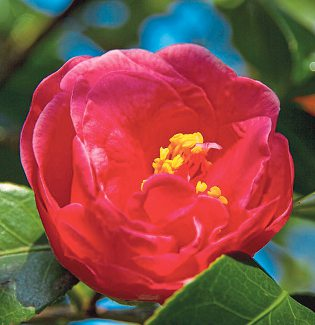 Eine leuchtend rote Kamelie in voller Blüte – ab Ende Februar verwandeln Tausende solcher Blüten die Parks und Gärten der Opatija-Riviera in ein mediterranes Farbenspektakel. Foto: Ernst von Chaulin