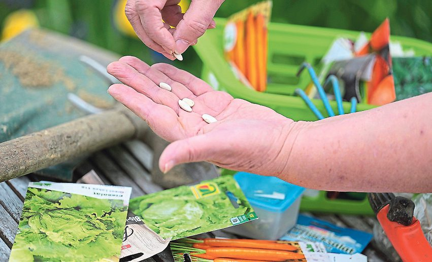 Das Frühjahr weckt die Gartenlust. Was gesät und gepflanzt wird, sollte aber zuvor gut geplant werden. Foto: Evelyn Hronek