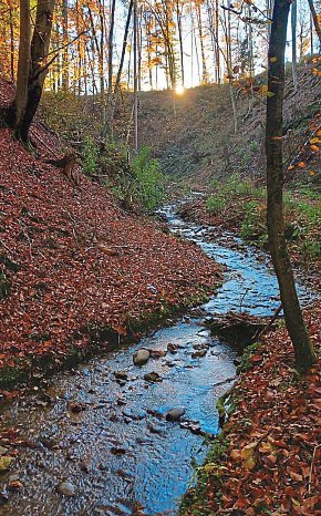 Am Augsdorfer Bach auf dem Weg zu den Ausgrabungen am Kathreinkogel.
