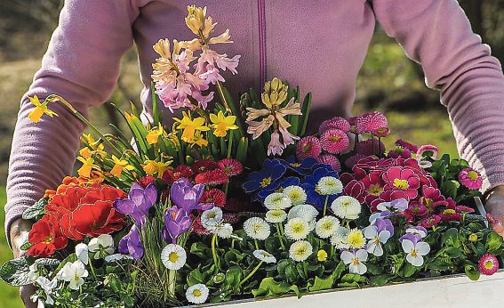 Frühblüher sorgen für Farbe auf Balkon und Terrasse   Foto: DoraZett - stock.adobe.com