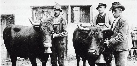 „Barmer Sepp“ und „Stiegner Lois“ aus Tux mit ihren Tux-Zillertaler-Kühen vor dem Neuhausstall in Mayrhofen, um 1910.
