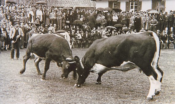 „Kuhstechen“ beim Gauderfest in den 1930er Jahren.