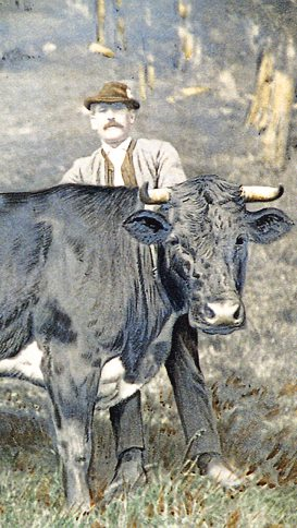 Franz Gänsluckner mit seiner „Moarkuh“ Hugo im Jahr 1913.