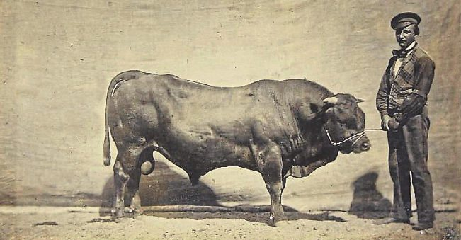 Ein Tuxer Stier auf der Weltausstellung in Paris 1856.