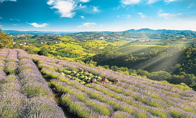 Die Lavendelfelder in Goriška Brda werden oft als slowenische Toskana“ bezeichnet. Foto: Brda