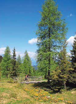 Auf den Almen eröffnet sich Besuchern ein weites Netz an Wanderwegen.