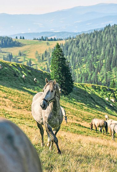 Die jungen Lipizzaner verbringen den ganzen Sommer auf der Stubalpe. Foto: Robert Maybach