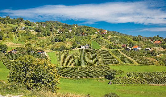 Die ganze Region hat sich dem Weinbau verschrieben. Foto: xbrchx-stock.adobe.com