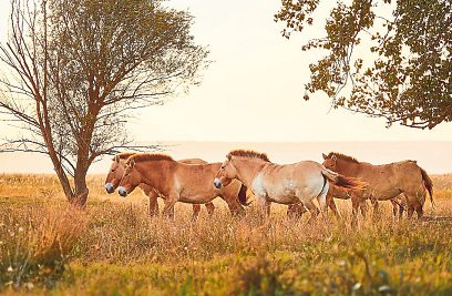 Die Wildpferde zählen zu den beeindruckendsten Bewohnern des Nationalparks.  <span id="ilimb">Foto: Burgenland Tourismus/Peter Podpera</span>