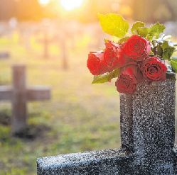 Die rote Rose symbolisiert Liebe, Respekt und Leidenschaft. Foto: Zsolnai Gergely/adobe stock.com