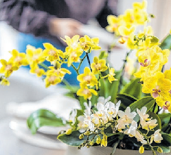 Von Mini bis Maxi - Phalaenopsis findet man in verschiedenen Formaten. Foto: GPP/orchidsinfo