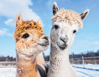 Auf dem Schwarzheider Weihnachtsmarkt hat sich flauschiger Besuch angekündigt. Symbolbild: R. Kochmarjova - stock.adobe.com
