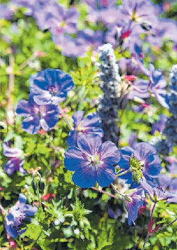 Auch bei trockenem Boden geeignet: Storchschnabel.