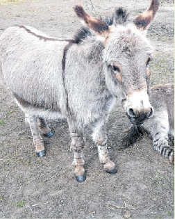 Auch dieser Esel fühlt sich mit seinen Artgenossen im Schildipark wohl.
