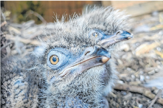 Eine Seltenheit: Rotfußseriema-Junge; der Vogel wird nur selten gezüchtet.
