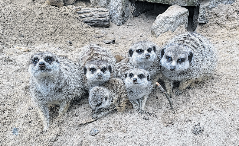 Einiges an Nachwuchs gibt es im Tierpark zu bestaunen. So auch bei Familie Erdmann und das schon zum zweiten Mal. Fotos: Tierpark Germendorf