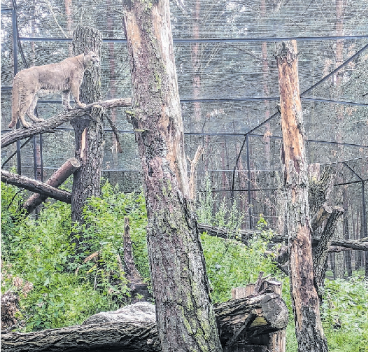 Eroberung des neuen Paradieses durch die Pumas