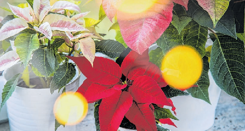 Wie wärs mit einem Weihnachtsstern als Deko – er glänzt auch über die Weihnachtstage hinaus. Christin Klose/dpa