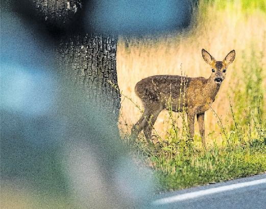 Das Risiko von Wildunfällen ist besonders hoch auf StraBen, die durch Wälder führen oder an Felder grenzen. Foto: Patrick Pleul/dpa-mag