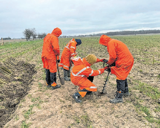 Im Außendienst setzt das Team der Baumschule Lürssen junge Forstpflanzen fachgerecht in vorbereitete Flächen.