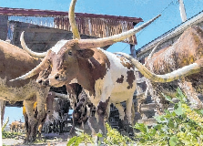Texas - echtes Amerika-Gefühl.