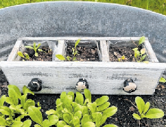 Gartendekoration und Pflanzenzuchttipps wird's geben. ANTJE JUSEPEITIS