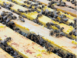Honigund Wildbienen thematisiert der Imkerverein. CLARA LÜTY