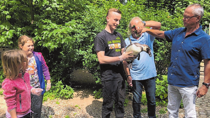 Pinguientaufe bei den Humboldt-Pinguinen vor zwei Jahren im Zoo Eberswalde, Pate für die kleine Emma ist der Versicherungsmakler Klaus Jeske (Mitte). Foto: Archiv/MOZ