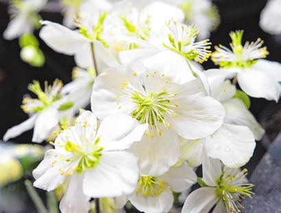 Keine Zimmerpflanze: Christrosen fühlen sich vor dem Fenster auf dem Balkon oder der Terrasse am wohlsten. Foto: Andrea Warnecke/ dpa-mag