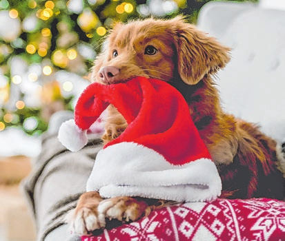 Lametta, brennende Kerzen und Feiertagshektik: Für viele Haustiere sind die Weihnachtstage purer Stress.