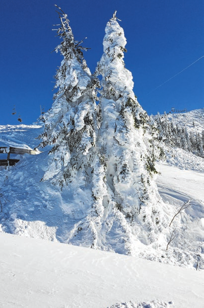 Märchenwald: Ein solches Bild mit Tiefschnee ist leider immer seltener zu erwarten, selbst in höheren Lagen wie dem Thüringer Wald oder dem Erzgebirge.