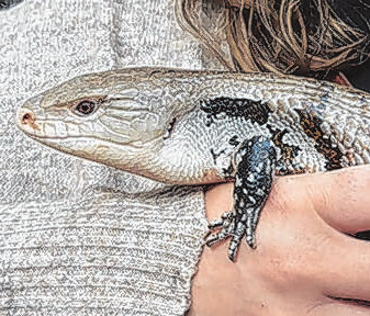 Lust auf ein Meet & Feed mit dem Blauzungenskink? Vielleicht ja beim Fest... Foto: Tierpark Germendorf