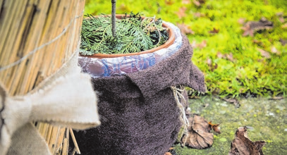 Der Nabu empfiehlt, alle Topfpflanzen zusammen in eine Ecke des Balkons oder der Terrasse zu stellen, die windgeschützt ist. An frostfreien Tagen kann man dann etwas gießen, das gilt insbesondere für immergrüne Pflanzen. Hereinholen sollte man die Pflanzen ab minus 15 Grad Celsius. Text/Foto: dpa/Klose
