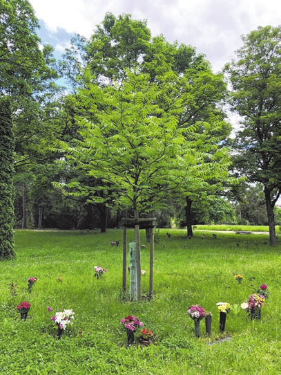 Letzte Ruhe an den Wurzeln eines Baumes: Immer mehr Friedhöfe bieten Baumbestattungen an. Foto: cr