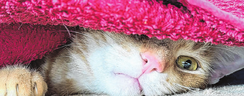 Das ist Kuschelkater Harry - er ist circa 4 Jahre alt und steht zur Vermittlung. Fotos: Ilona Nacke