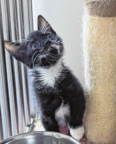 Lilly ist am 11.8.25 geboren. Sie freut sich auf ein neues Zuhause.