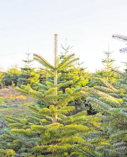 Nordmanntannen sind wegen ihrer weichen Nadeln und ihrer Langlebigkeit besonders beliebt. Foto: djd/VNWB