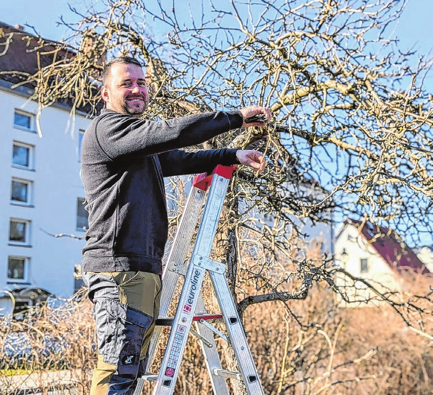 Martin Rieger bei der Arbeit: Mit Fachwissen und Fingerspitzengefühl bringt er Obstbäume wieder in Form.
