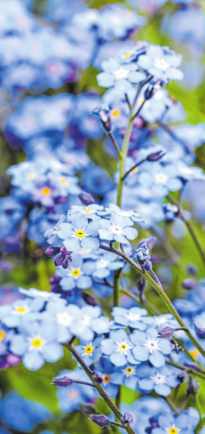 Das Vergissmeinnicht steht für Erinnerung, Trauer und Abschied, aber auch für die ewige Liebe. Foto: Linas T/adobe stock