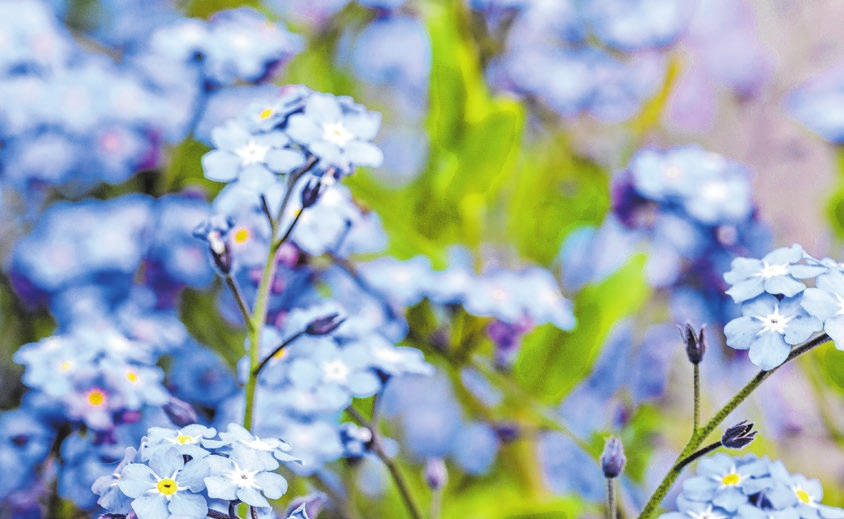 Das Vergissmeinnicht steht für Erinnerung, Trauer und Abschied, aber auch für die ewige Liebe. Foto: Linas T/adobe stock
