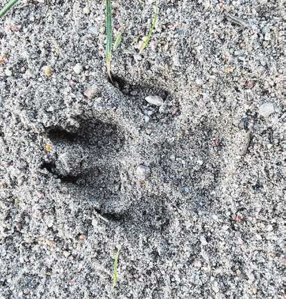 Es fehlt noch der „Gib Pfötchen-Tag“. Foto: privat